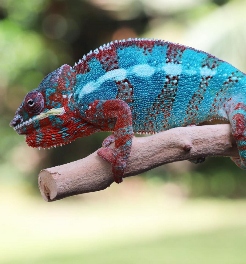 Ambilobe Panther Chameleon