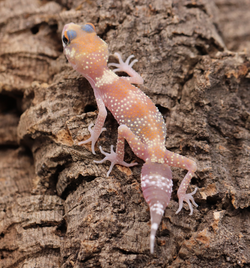 Underwood Milii (Barking Gecko) #BG5