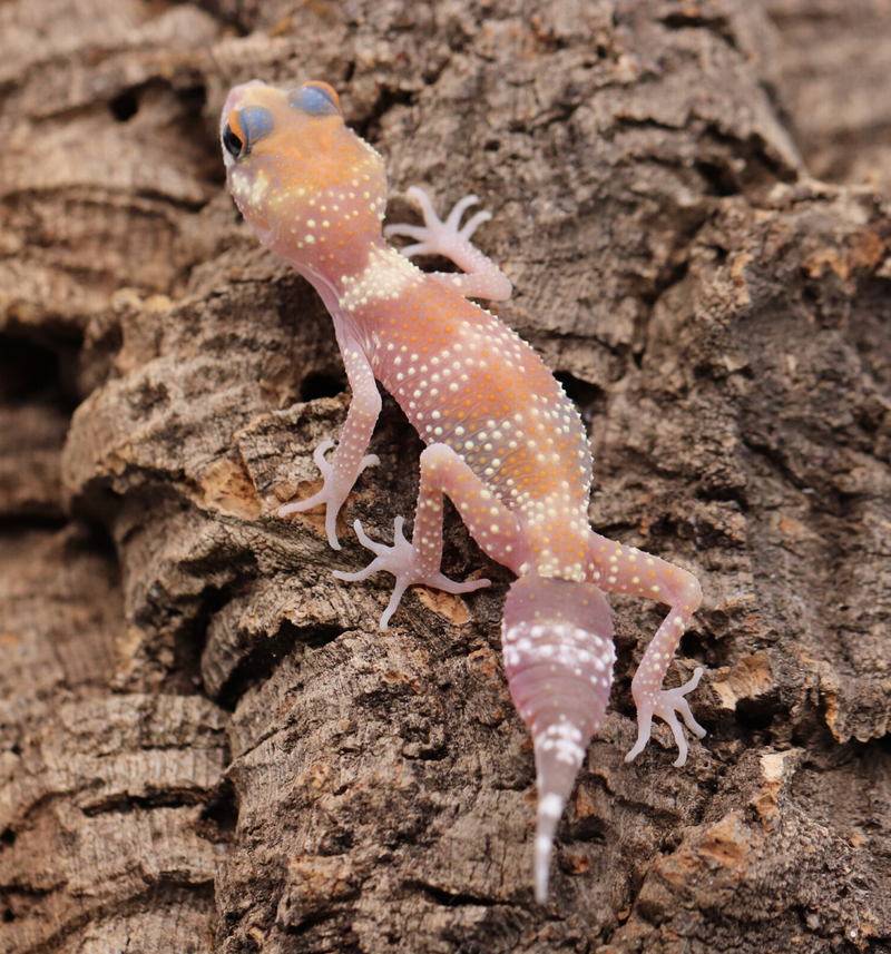 Underwood Milii (Barking Gecko) #BG5