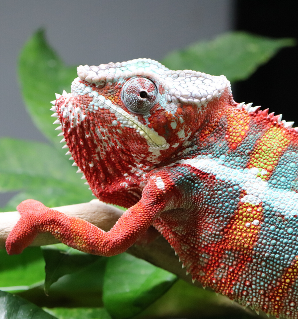 Panther chameleon - San Francisco Zoo & Gardens