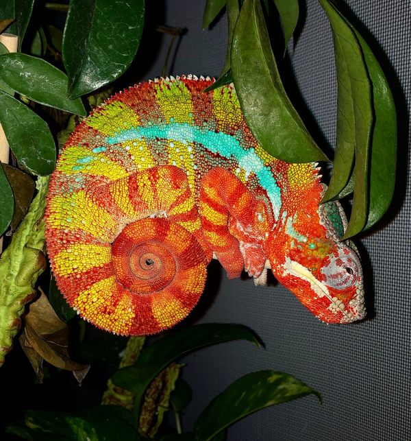Panther Chameleon Nixon