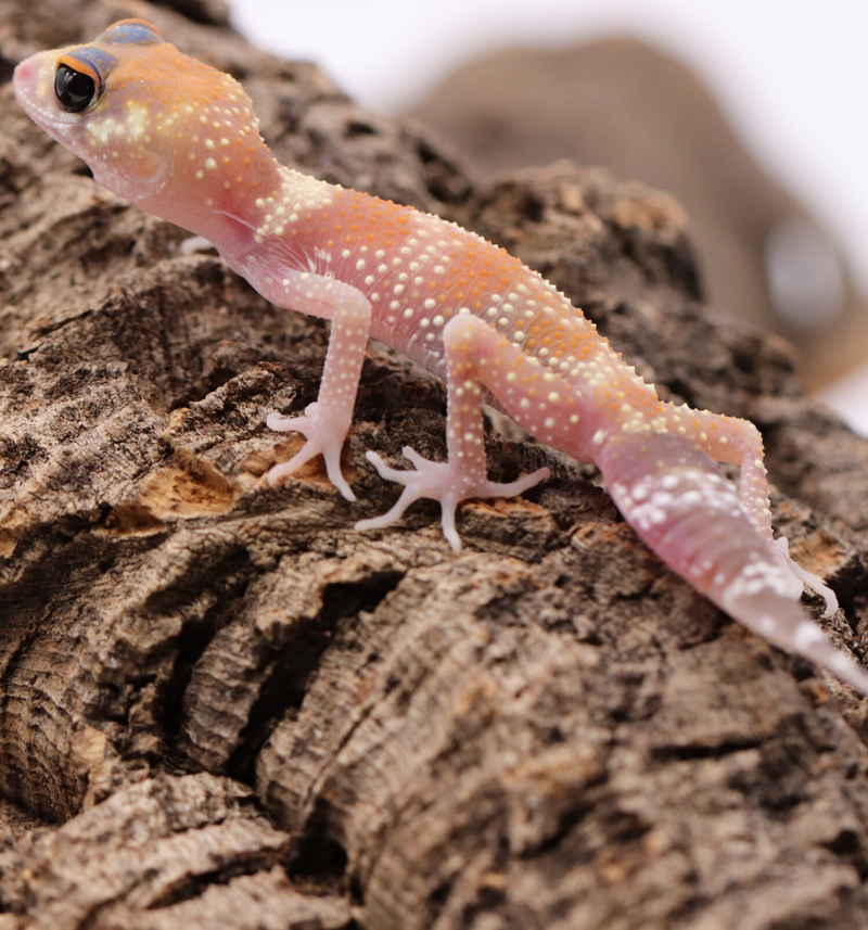 Underwood Milii (Barking Gecko) #BG5