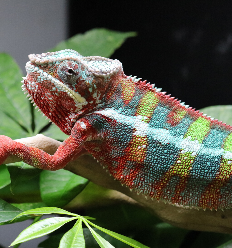 Ambilobe Panther Chameleon