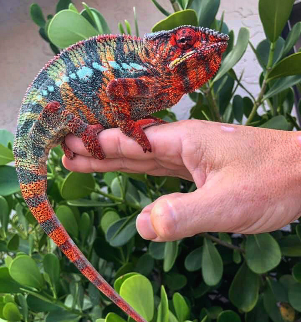 Ambilobe Panther Chameleon Babies For Sale– Roberson Reptiles