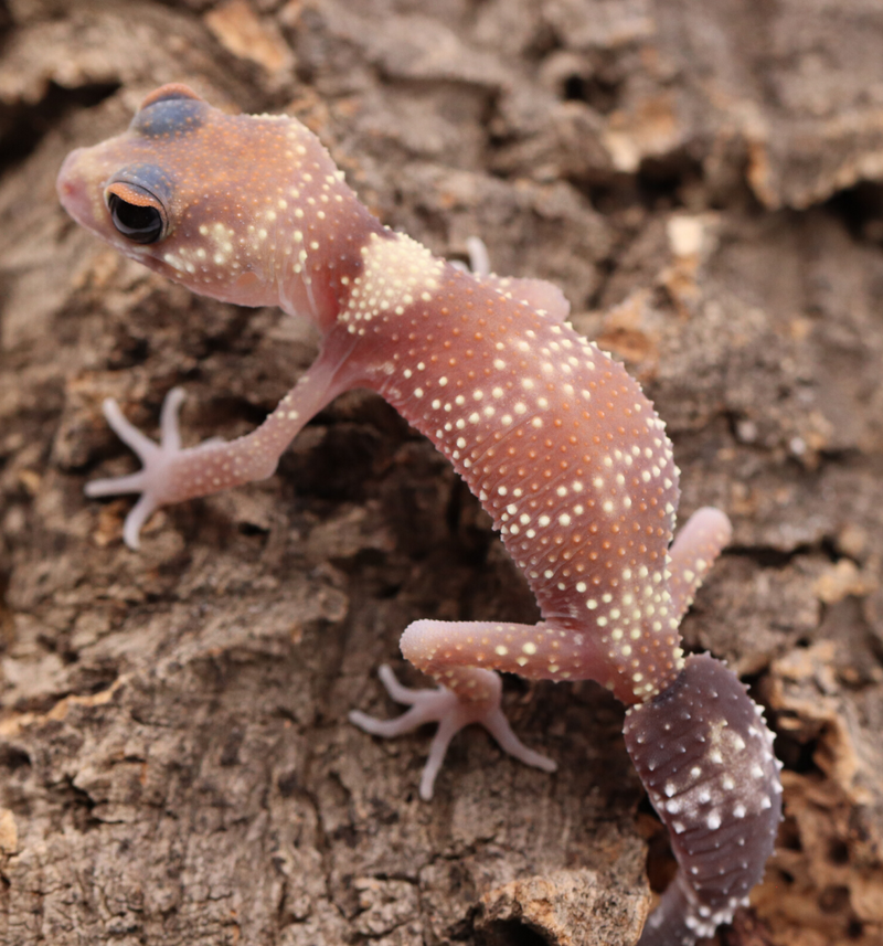 Underwood Milii (Barking Gecko) #BG6 - Roberson Reptiles