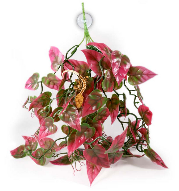 Pangea Plants - Red - Roberson Reptiles