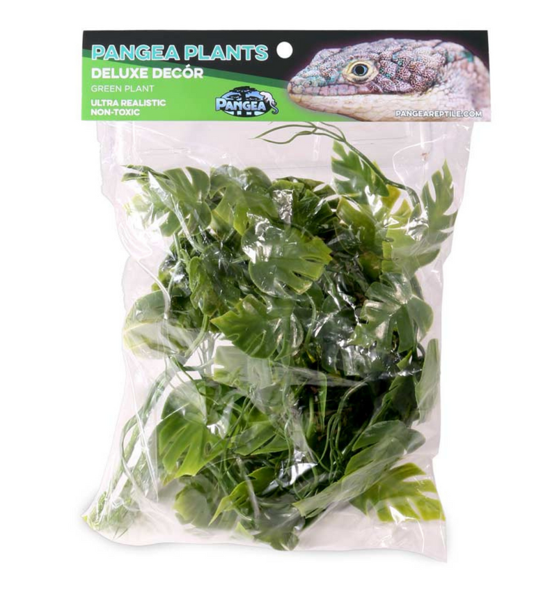 Pangea Plants - Green