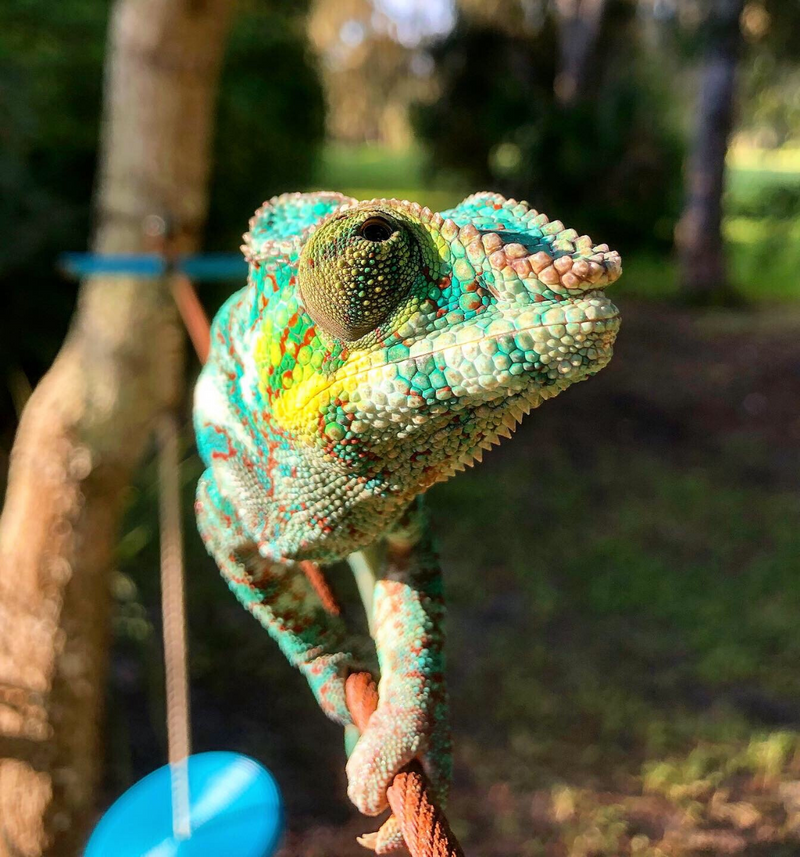 Nosy Faly Panther Chameleon