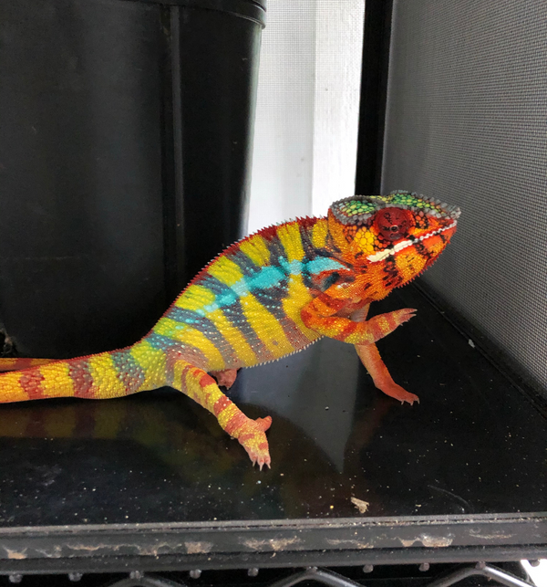 Moby - Ambilobe Panther Chameleon - Roberson Reptiles