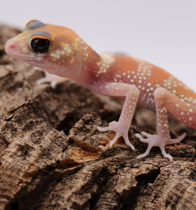 Underwood Milii (Barking Gecko) #BG5
