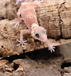 Underwood Milii (Barking Gecko) #BG6 - Roberson Reptiles