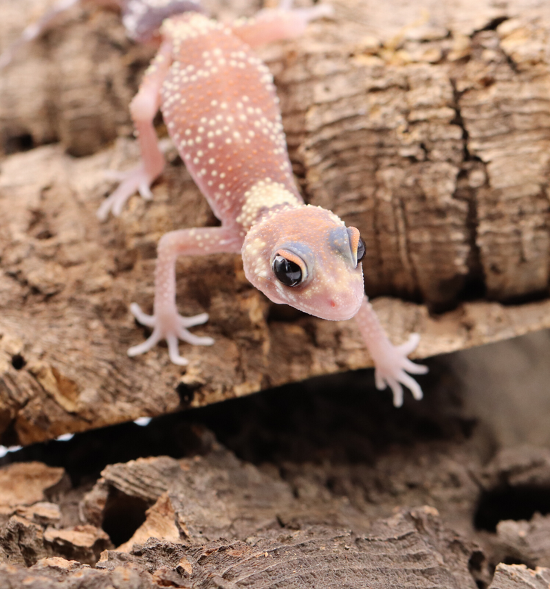 Underwood Milii (Barking Gecko) #BG6 - Roberson Reptiles
