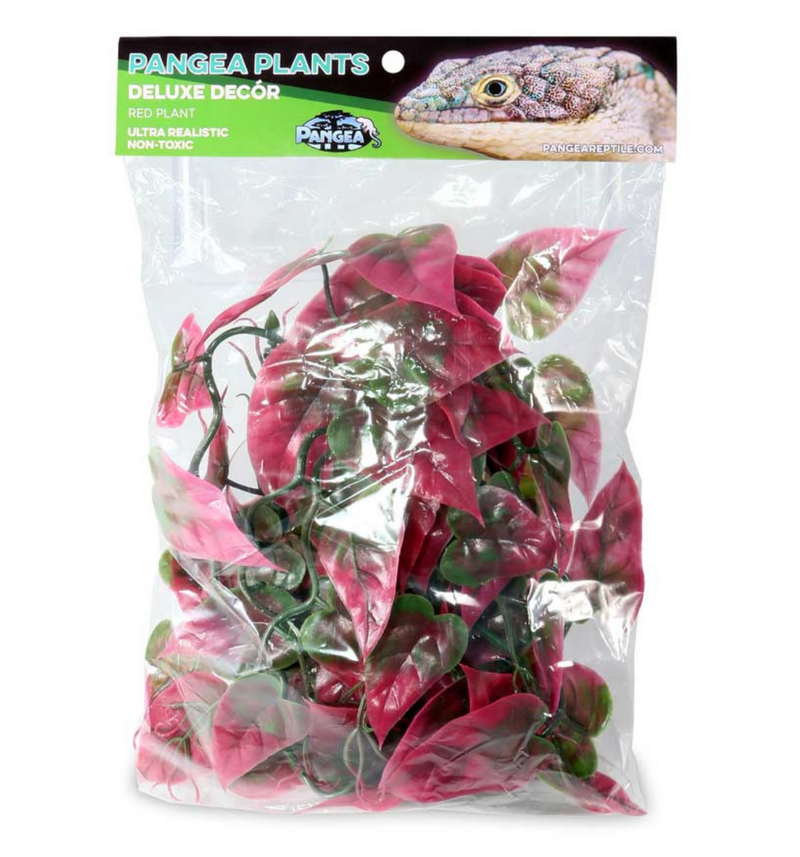 Pangea Plants - Red