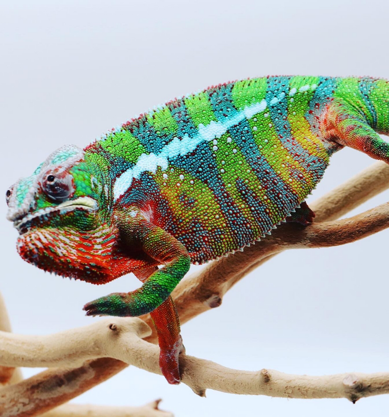 Panther Chameleon Nixon