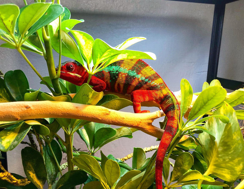 Panther Chameleon Jimmy Hendrix