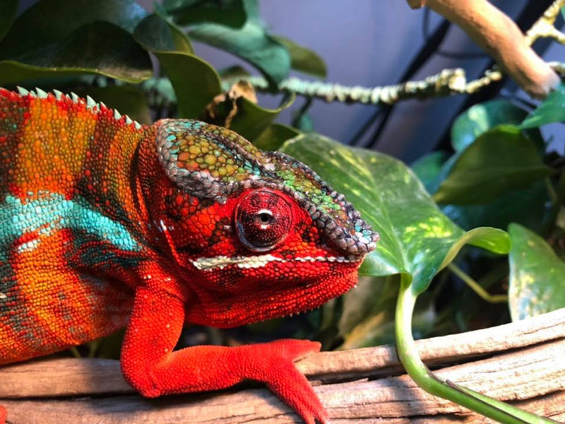 Panther Chameleon Jimmy Hendrix