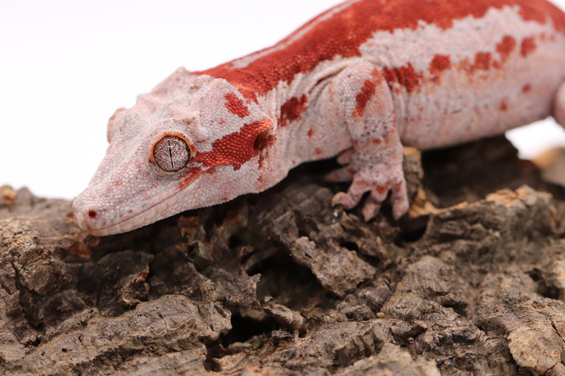 Gargoyle gecko breeder