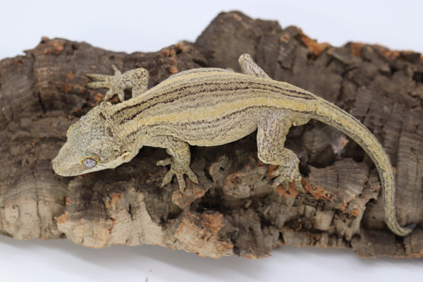 Gargoyle Gecko Breeder