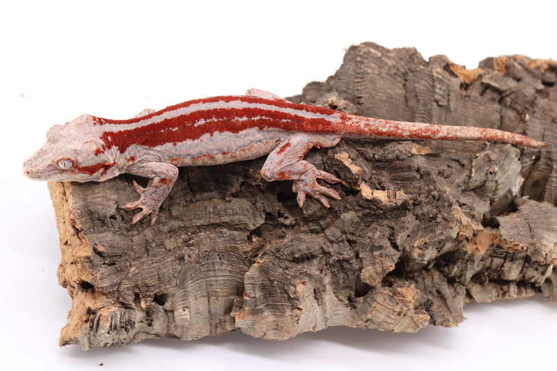 Gargoyle Gecko Breeder