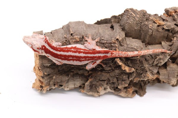 Gargoyle Gecko Breeder