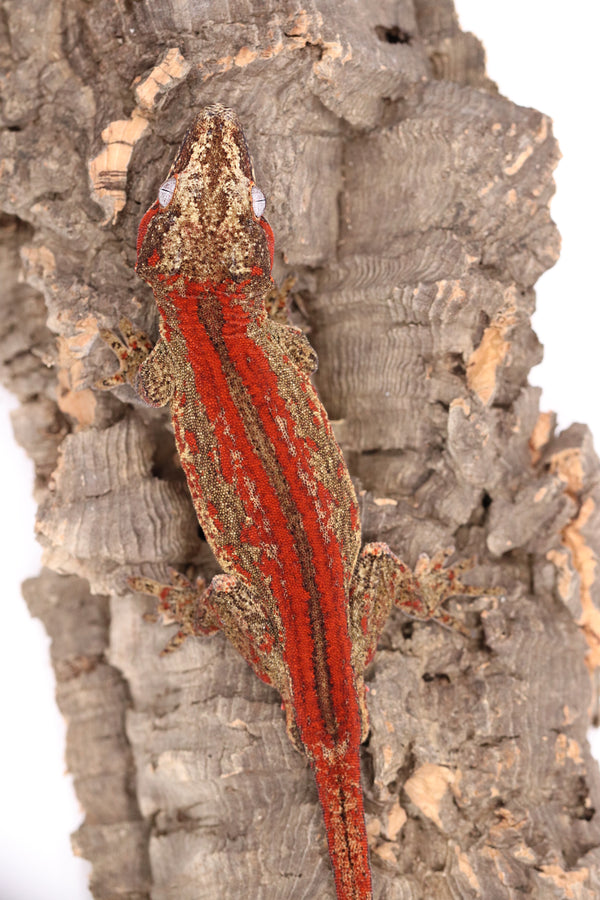 Gargoyle Gecko Breeder