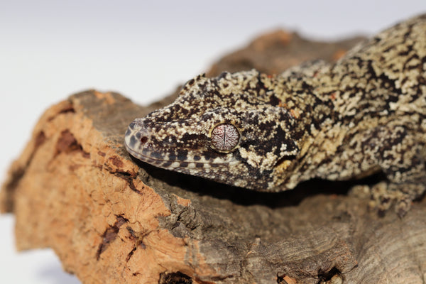 Reticulated Female Gargoyle Breeder 