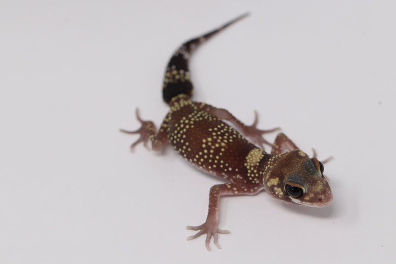 Underwood Milii (Barking Gecko) #BG8 - Roberson Reptiles