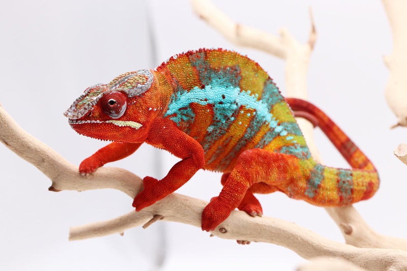 Panther Chameleon 