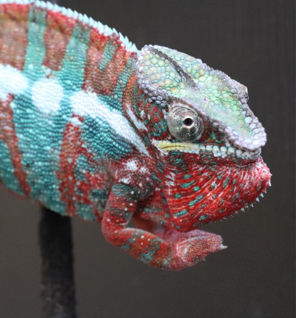 Snoop Dogg - Ambilobe Panther Chameleon - Roberson Reptiles