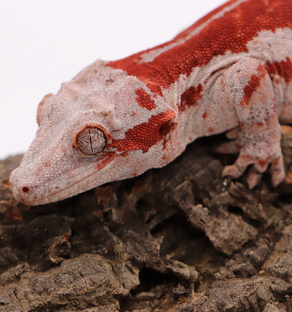 Gargoyle gecko breeder