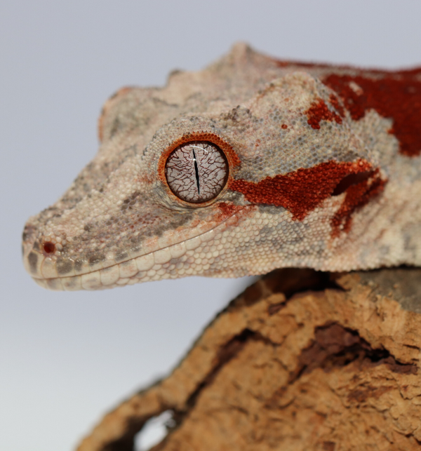 Gargoyle Gecko Breeder
