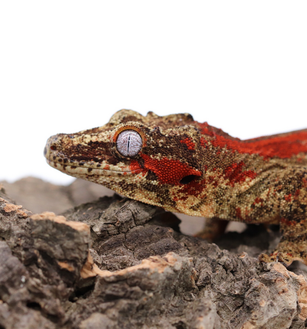 Gargoyle Gecko Breeder