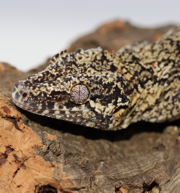 Reticulated Female Gargoyle Breeder 