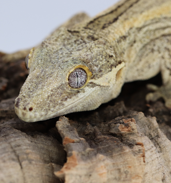 Gargoyle Gecko Breeder