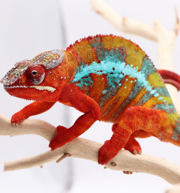 Panther Chameleon 