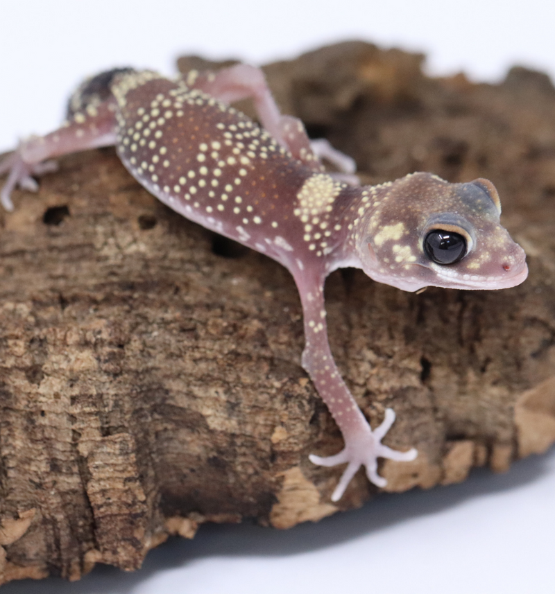 Underwood Milii (Barking Gecko) #BG8 - Roberson Reptiles