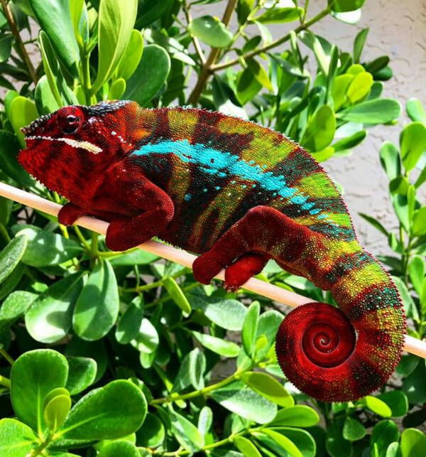 Panther Chameleon Jimmy Hendrix