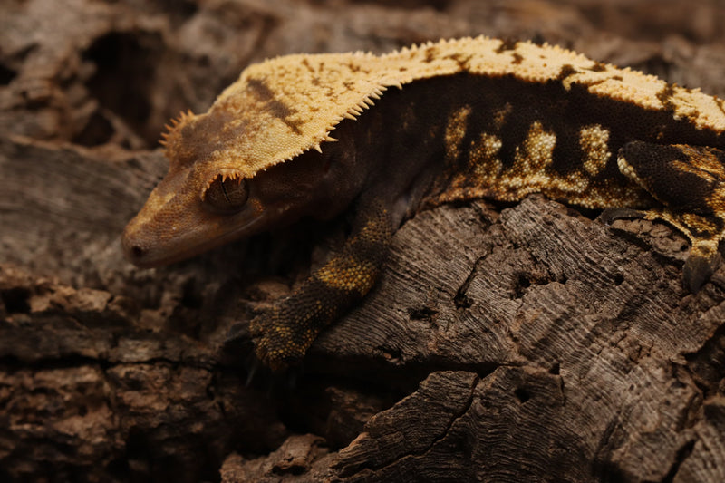 Crested Gecko - Male