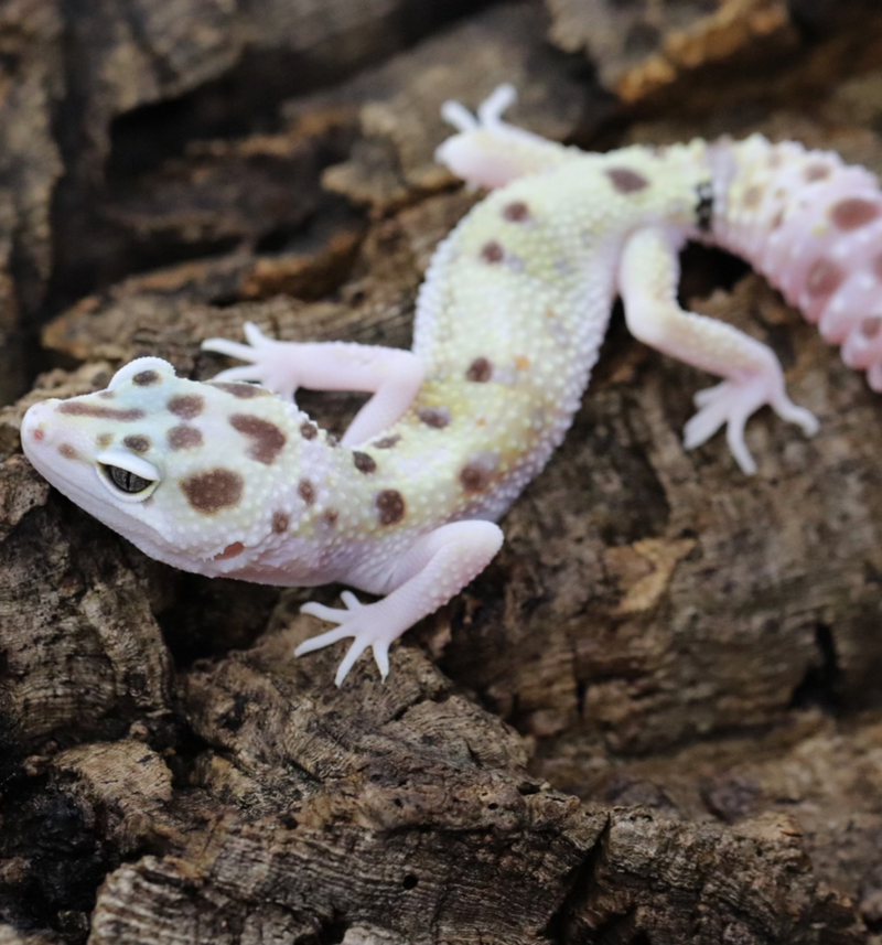TUG Snow Leopard Gecko - Roberson Reptiles