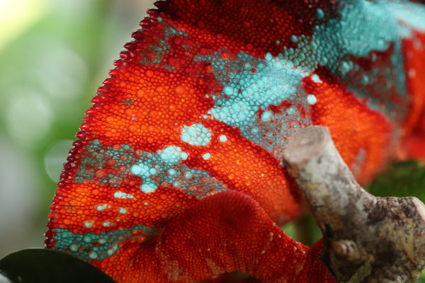 Ambilobe Panther Chameleon