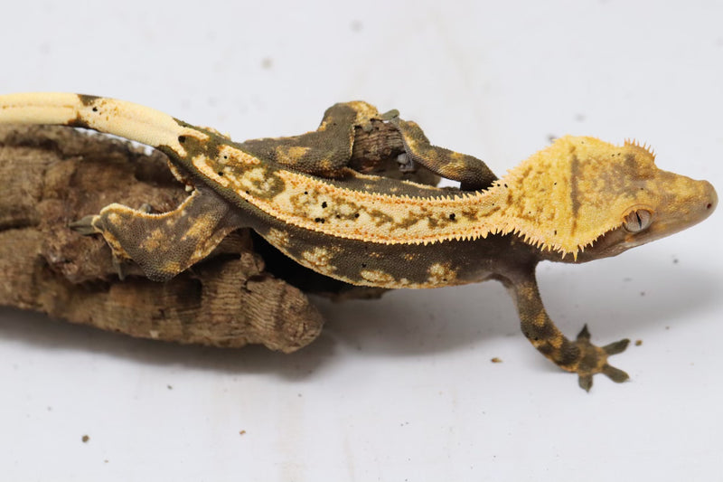 Crested Gecko - Male