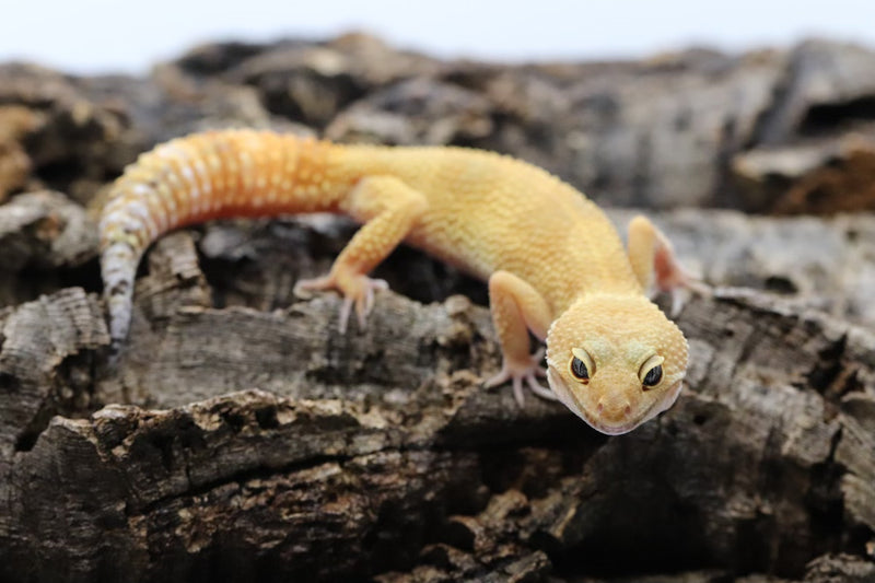 Tangerine Leopard Gecko