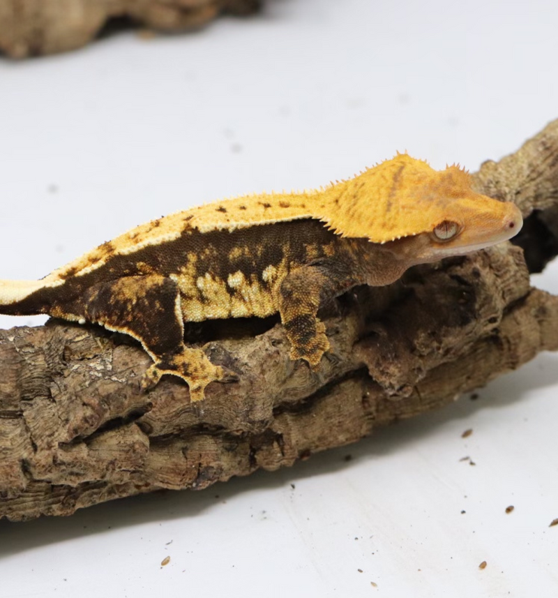 Crested Gecko - Female