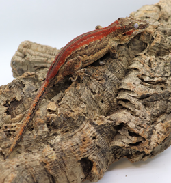 Gargoyle Gecko - GF6-20