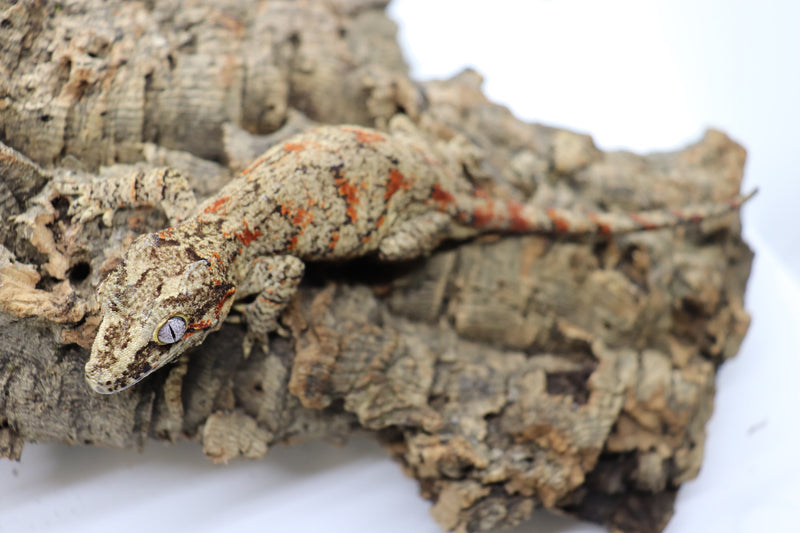 Gargoyle Gecko - GF19-20