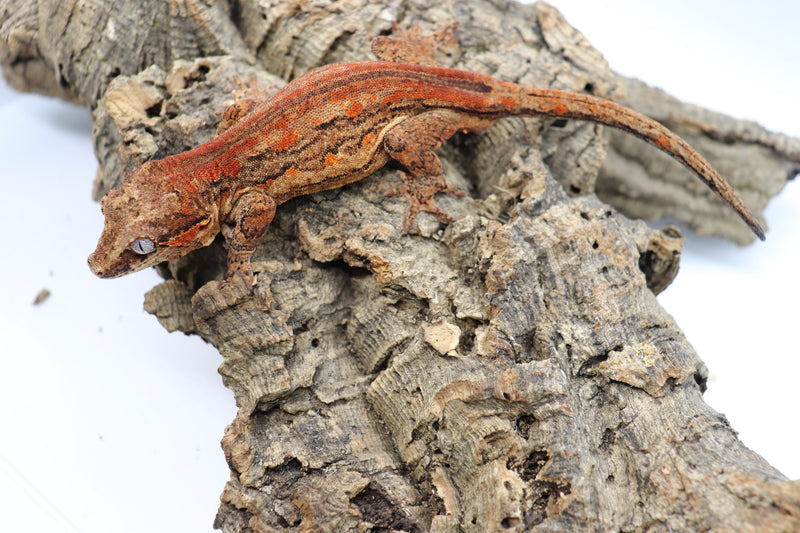 Gargoyle Gecko - GM3-20