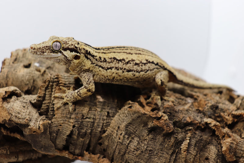 Gargoyle Gecko - GF14-20