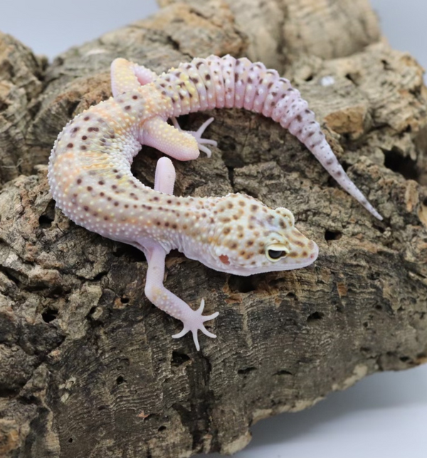 Tangerine Bell Snow Leopard Gecko - Roberson Reptiles