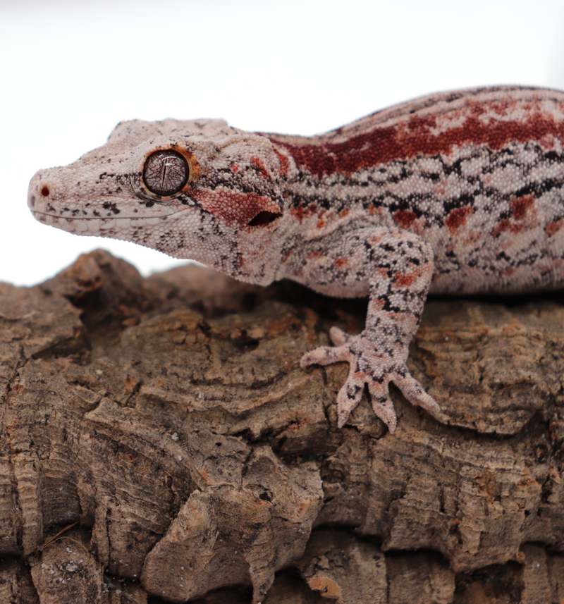 Striped Female Gargoyle Breeder