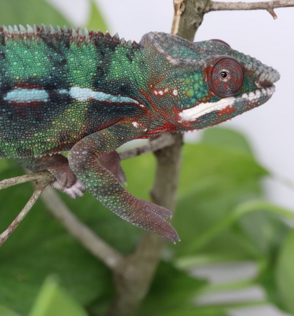 Ambilobe Panther Chameleon